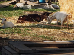 Кражу козленка с пастбища раскрыли полицейские Дубовского района