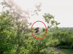 Одну из самых крупных хищных птиц в мире сняли на видео под Волгодонском