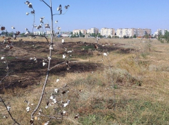 В Волгодонске на «поле дураков» хотят построить гостиницу, спорткомплекс и духовно-просветительский центр