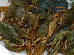 Не более пяти штук в одни руки: почему и как штрафуют за вылов раков на Дону