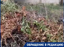 «Исторический район города превратился в свалку сухих деревьев»: волгодонцы показали состоянии улицы Ленина 