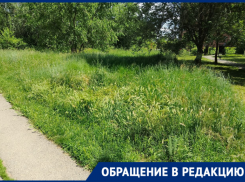Бурьяны со змеями и клещами: Волгодонск утопает в зарослях травы 
