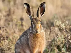 1 февраля в Волгодонске завершается сезон охоты на зайца-русака