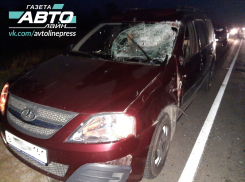 Волгодонец сбил насмерть корову возле хутора Лагутники 