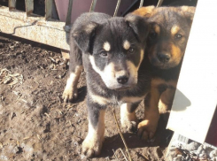 В Волгодонске появится приют для безнадзорных животных