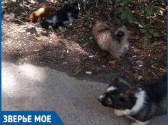 Брошенным на проезжей части щенкам ищут дом или передержку