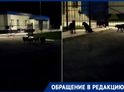 «Мы боимся идти домой»: стая бездомных собак держит в страхе жителей новой части Волгодонска