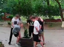 Толпа школьников-вандалов разбила клумбу с туей во дворе многоквартирного дома на Гагарина