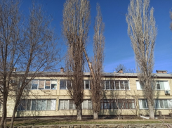 Опасное дерево на Дзержинского пообещали спилить до 3 марта