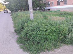 В топ-7 муниципалитетов Ростовской области по числу штрафов за заросли травы вошел Волгодонск