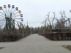 Волгодонск - это город без зелени: почему деревьев так мало и как это исправить 