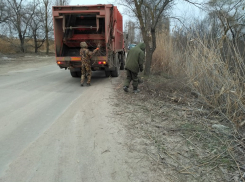 В Волгодонске разрешили обрезать и спилить полторы тысячи деревьев