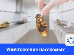 Уничтожение тараканов, блох, клопов в Волгодонске