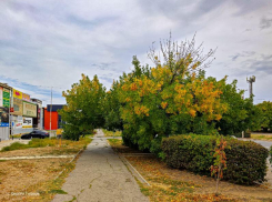 Сегодня в Волгодонске будет солнечно