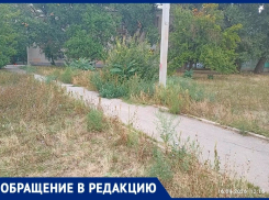 «Нас игнорируют!»: жильцы переулка Первомайского тонут в зарослях амброзии и отписках чиновников