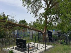 Глава администрации Волгодонска призвал горожан не высаживать деревья на кладбищах 