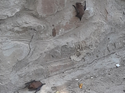 Огромная стая дезориентированных летучих мышей днем напугала волгодонцев