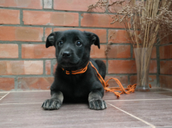 Черная красавица Боня с грустными глазками ищет дом в Волгодонске 