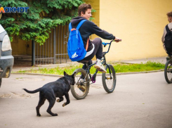 Клещи и собаки продолжают атаковать волгодонцев
