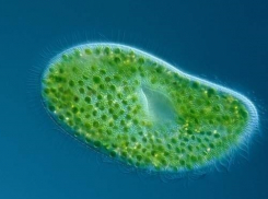 Хлорелла выйдет на борьбу с сине-зелеными водорослями на Цимлянском водохранилище
