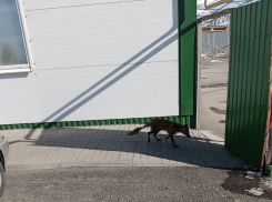 Осторожно, бешенство: волгодонцев предупредили об опасности при встрече с дикими животными