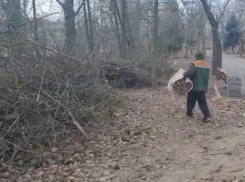 В Волгодонске массово пилят деревья в парках 