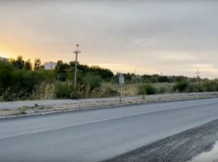 Пересадили на обочину, а полить забыли: на Прибрежной гибнут злополучные деревца 