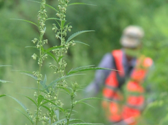 В Волгодонске засушат и сожгут коноплю со 120 квадратных метров земли