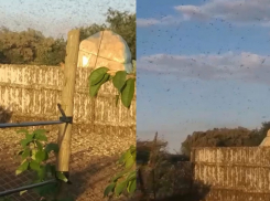 Нашествие саранчи в Волгодонском районе: полчища насекомых уничтожают растительность