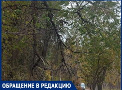 «Видимо ждут трагедии»: волгодончанка жалуется на свисающие ветки возле школы