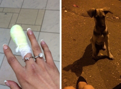 Жительницу Волгодонска укусила собака