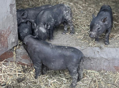 Продаются вьетнамские вислобрюхие поросята