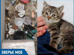Около месяца маленький котенок жил в яме с мусором рядом с мертвой мамой-кошкой