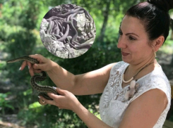 Как быстро отличить безвредного ужа от ядовитой гадюки