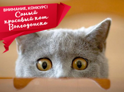 Голосование в конкурсе «Самый красивый кот Волгодонска» стартует 30 марта