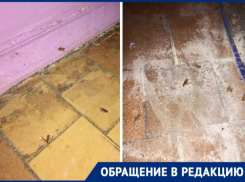 «Сил больше нет терпеть»: о нашествии тараканов и блох рассказали жители Волгодонска 