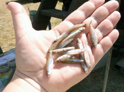 Депутат посоветовал Ростовской АЭС выпускать в водохранилище не только полезную, но и вкусную рыбу