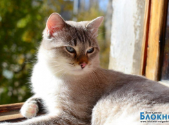 Тошка - 56-й участник конкурса «Самый красивый кот Волгодонска»