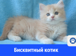 Предлагается котик полудлинношерстный страйт
