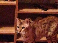 Бритни - 73-я участница конкурса «Самый красивый кот Волгодонска»