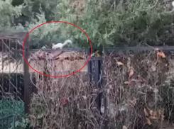 «Белки идут!»: шустрые животные появились в Старо-Соленом 