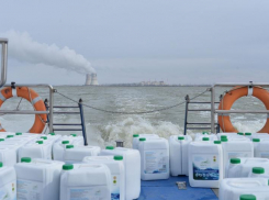 Для рыб-камышеедов в пруд-охладитель Ростовской АЭС выпустили тысячи литров зеленого корма