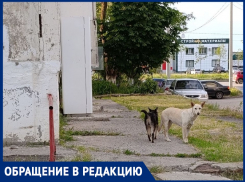 «На В-7 пенсионерки прикормили собак, которые теперь бросаются на детей»: крик о помощи молодой мамы