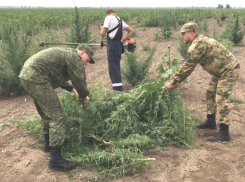 770 кустов конопли весом 380 килограммов скосили в черте Волгодонска