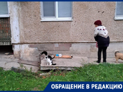 «Ходишь по зоопарку»: волгодонец возмущен сердобольными горожанами, которые кормят уличных котов