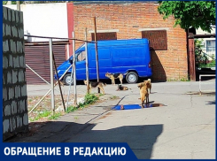 «Шестилетние дети травили и били бедного пса»: волгодончанка стали свидетелем жестокого обращения с животным 
