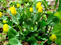 Теплым и солнечным будет предпоследний рабочий день в Волгодонске 