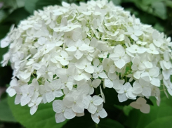 В Волгодонске будет не очень жарко, возможен небольшой дождь