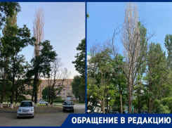 Опасные «мертвые» деревья не могут спилить на протяжении четырех месяцев в Волгодонске