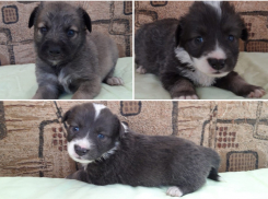 Выброшенным в парке щенкам ищут заботливые семьи в Волгодонске